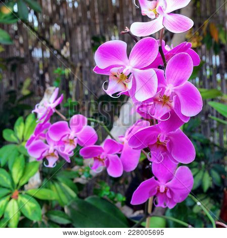 Exotic Phalaenopsis schilleriana Orchid grows and blooms in the tropical garden. Beautiful Orchids f