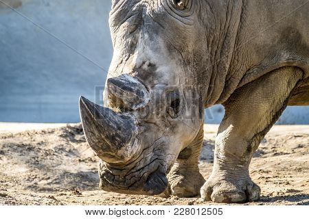 Head Portrait Of Rhino On The Sand , Diceros Bicornis