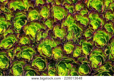 Houseleek Plant Background. Sempervivum Tectorum Nature Texture. Many Flowers Succulent Plant Backgr