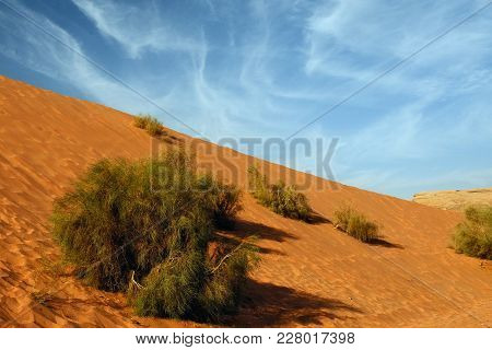 A Saksaul Tree Is Growing On A Sandy Slope In Wadi Rum Desert, Jordan