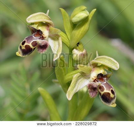 Ophrys Flavomarginata