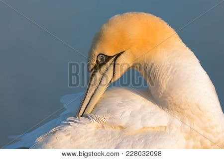 Northern Gannet Morus Bassanus In Sunset At The Island Helgoland, Germany