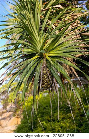 Beautiful Tropical Plant Pandanus Tectorius Hala, Bacua, Vacquois . Closeup Of Fresh Fruits Of Sea P