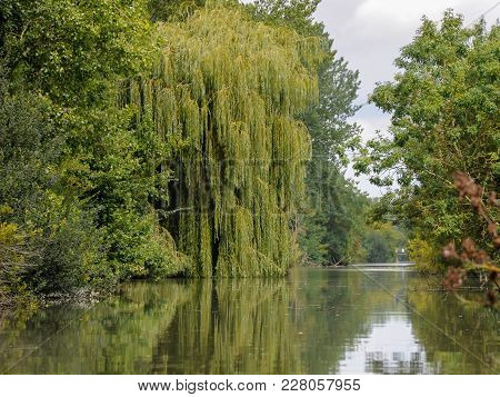 Old Willow And Other Trees Near Water In Marais Poitevin Natural Regional Park, France