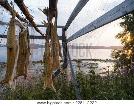 Dry Cod In Norway, Finmark On Sunrise Background
