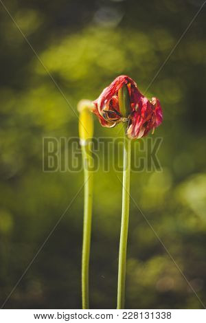 Tulip Flower Has Bloomed And Is Dying. Tulips Are Finished Flowering