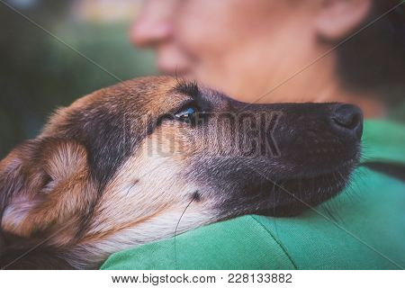 Dog Clung To  Woman's Shoulder,  Animal Expresses Joy And Devotion_