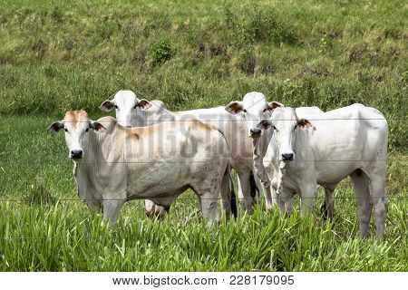 Herd Of Nelore Cattle Grazing In A Pasture