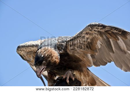 This Is A Close Up Of A Black Breasted Buzzard