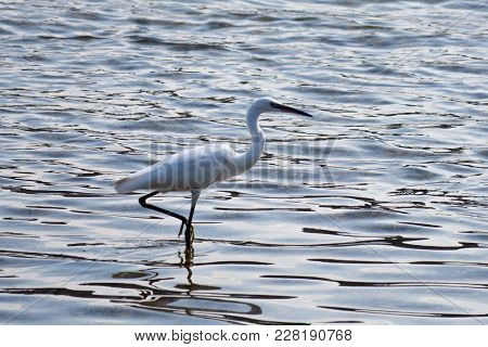 The Little White Egret Is Having A Morning Walk In The Sea