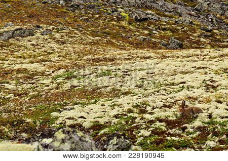 Camouflaged Hare Is Nearly Invisible In Tundra Among Rocks, Lichens And Mosses. A Hare Can Be Found 