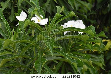 Close View Of Leaf White Flower At Garden.