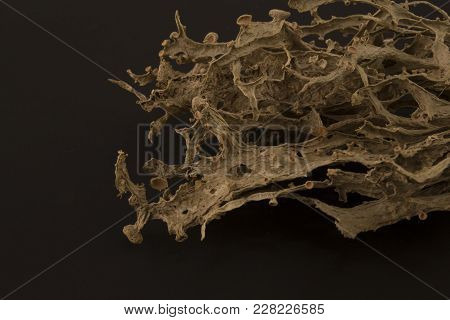Dried Ramalina Fraxinea Or Cartilage Lichen Closeup Abstract Background