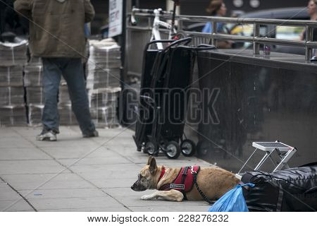 London, England - August 22, 2017 Homeless Left His Dog With A Hat For Money, London,
