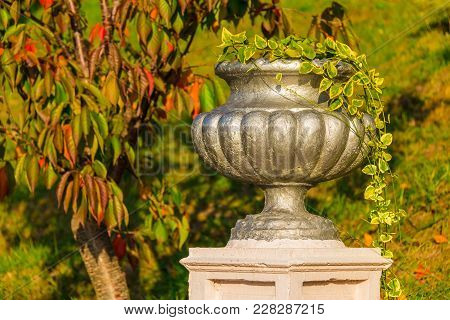 Vase With Scindapsus Closeup On The Background Of Grass And Tree In Arboretum In Sunny Uatumn Day, S
