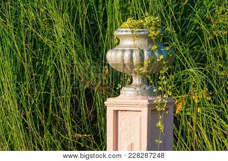 Vase With Scindapsus Closeup On The Background Of Pampas Grass In Arboretum In Sunny Uatumn Day, Soc