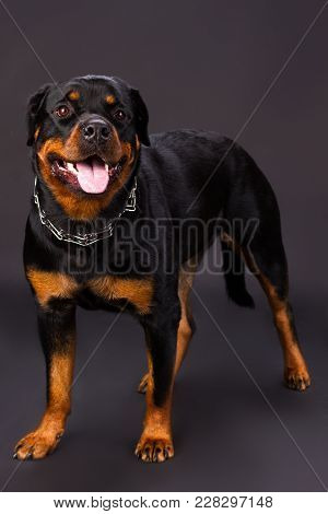 Young Dog Of Breed A Rottweiler. Beautiful Purebred Rottweiler Dog Standing In Studio. Strong And Da