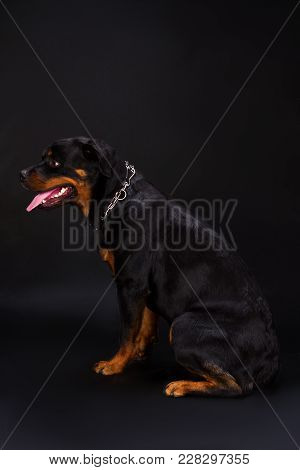 rottweiler neck chain