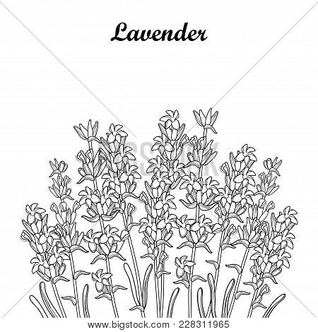 Vector Bouquet With Outline Lavender Flower Bunch, Bud And Leaves In Black Isolated On White Backgro
