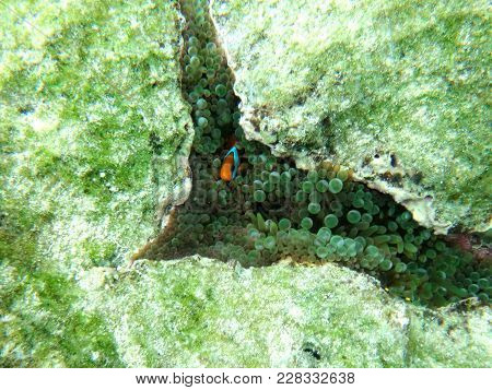 Sealife Of Mystery Island, Aneityum, Vanuatu