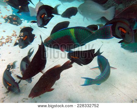 Sealife Of Mystery Island, Aneityum, Vanuatu