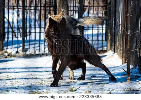 Black Wolf In The Snow In A Cage