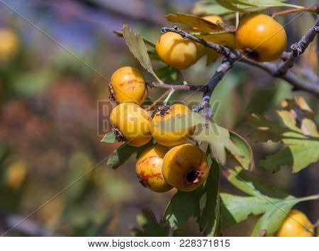 Ripe Yellow Boyar Fruits Hang On Your Aunt In The Wild.