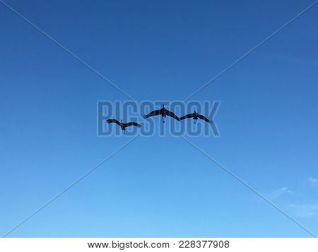 Three Flying Cranes