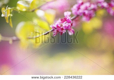 Redbud Tree. Spring Flowering With Small Lilac Flowers, Close-up