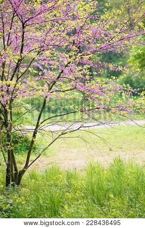 Redbud Tree. Spring Flowering With Small Lilac Flowers