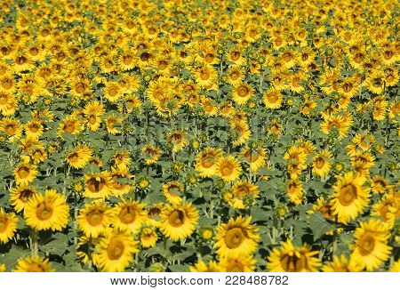 Sunflowers Field Near Arles  In Provence, France