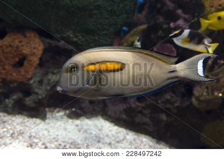Orange Band Surgeonfish (acanthurus Olivaceus) Marine Fish.