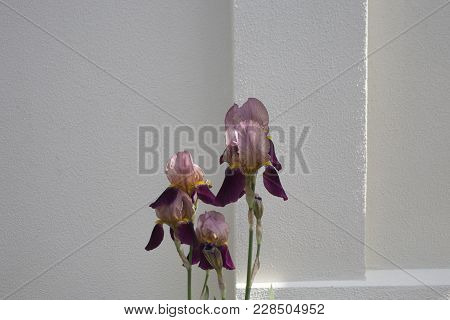 Beautiful Blooming Iris. It Is Close Up On The Wall.