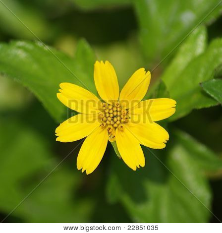 7 лепестков цветка