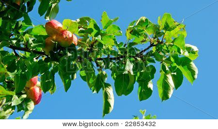 Apple tree