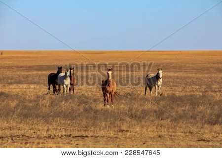 Horses Rome The Grassy Plains In Osage County Oklahoma, February 2018