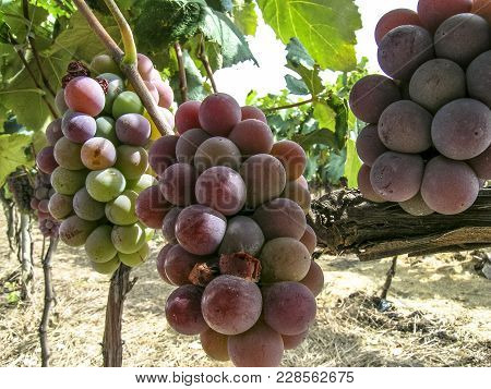 Red Grapes Hanging From Lush Vine, In Brazil