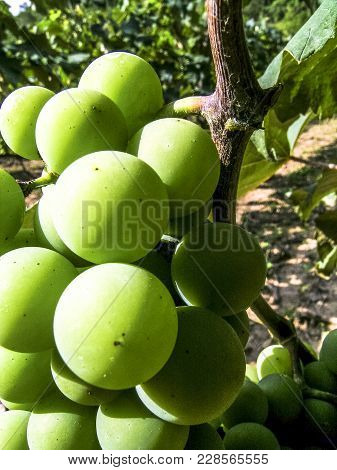 White Grapes Hanging From Lush Green Vine With Vineyard Background, In Brazil