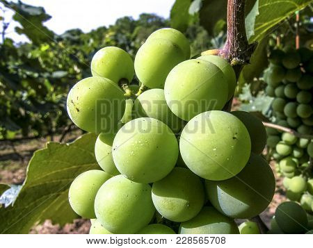 White Grapes Hanging From Lush Green Vine With Vineyard Background, In Brazil