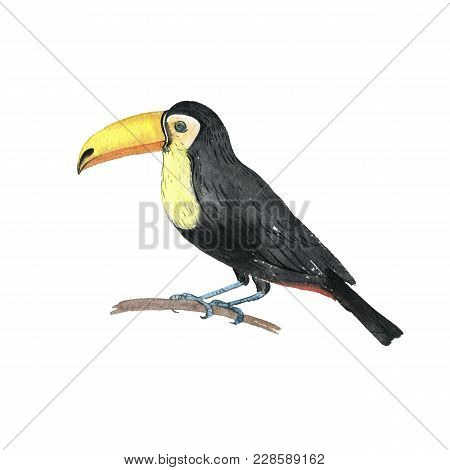 Watercolor Drawing Toucan, Exotic Bird, Hand Drawn Illustration