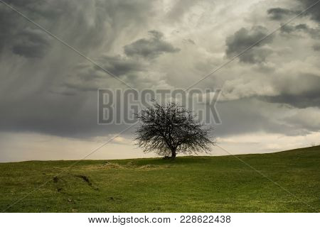 Lonely Tree On The Field In The Autumn Tempest