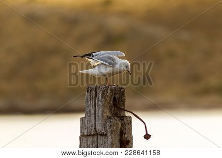 A Seagull With Wings Spread On A Post At Myponga Beach In South Australia Australia On The 16th Febr