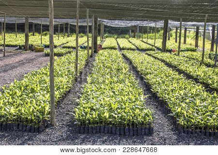 Greenhouse With Palm Trees In Miracatu, Brazil