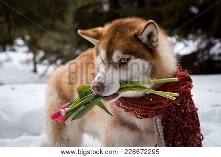 Brown Huskie With Pink Tulips In The Forest