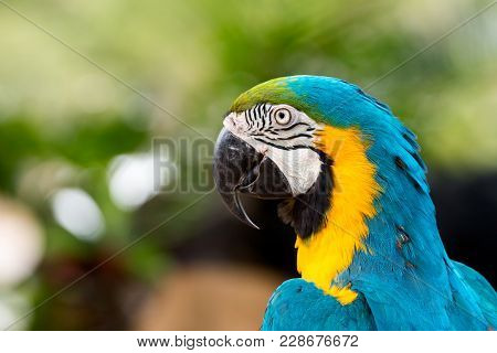 Close Up Of Blue Macaw Grabbing On Timer; Blue And Gold Parrot With Copy Space