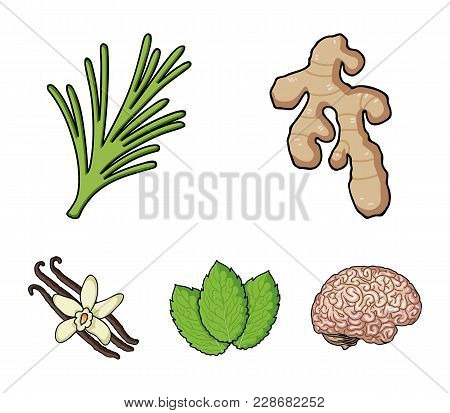 Ginger, Rosemary, Vanilla, Mint.herbs And Spices Set Collection Icons In Cartoon Style Vector Symbol