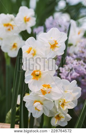 Blooming Winston Churchill White And Yellow Daffodils. Selective Focus. Spring Postcard Concept Or B