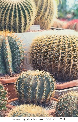 Green Old Round Cacti On Rustic Background. Potted. Toned Vintage. Selective Focus.