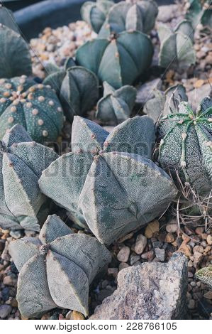 Green Cacti Astrophytum In Row On Rustic Background. Toned Vintage.