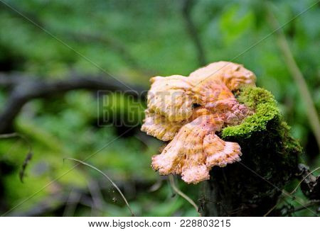 Single Chaga Mushroom In A Wooded Area
